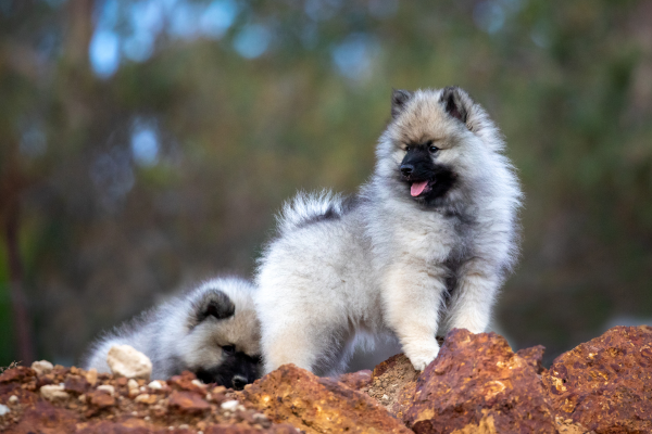 keeshond